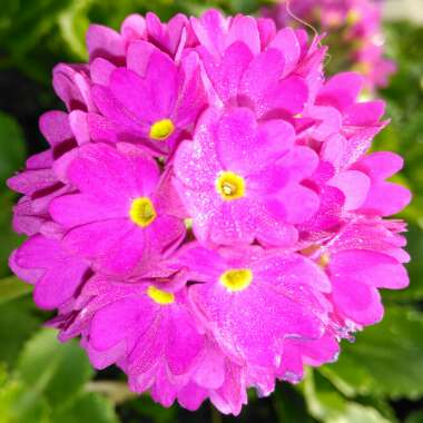 Primula Denticulata 'Rubin'