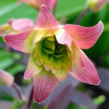 Aquilegia vulgaris var. stellata 'Nora Barlow'