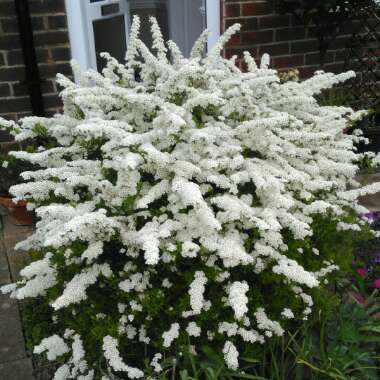 Spiraea 'Arguta' syn. Spiraea x arguta