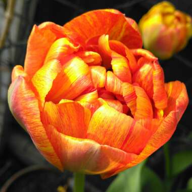 Tulipa 'Sun Lover'