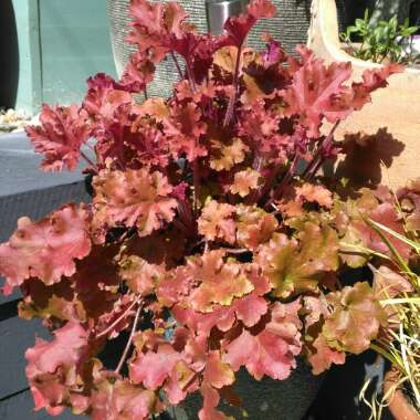 Heuchera 'Peach Crisp'