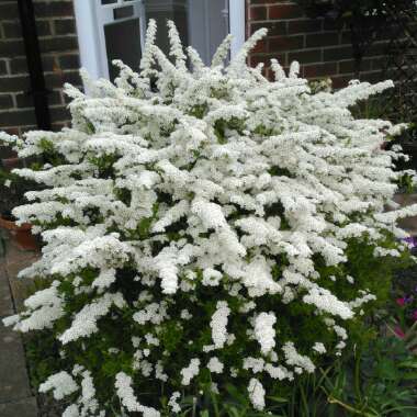 Spiraea 'Arguta' syn. Spiraea x arguta