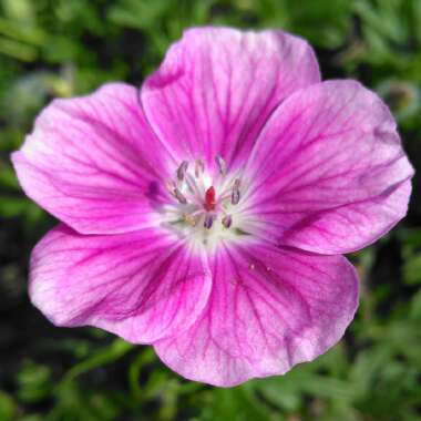 Geranium 'Elke'