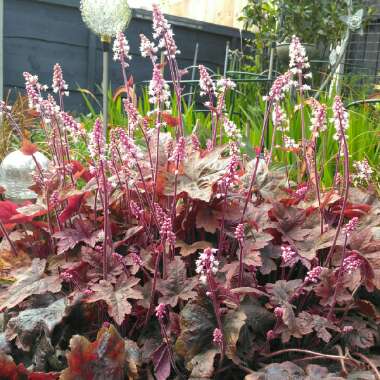 x Heucherella 'Brass Lantern'