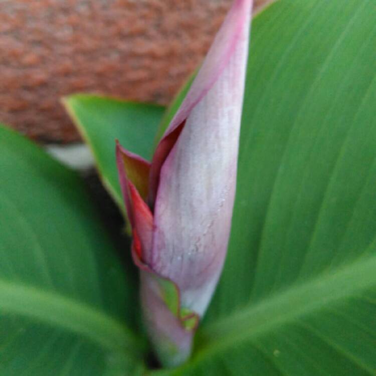 Plant image Canna 'Cannova Mango' (Cannova Series)