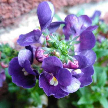 Nemesia Aromatica Royal Blue