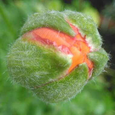 Ranunculus