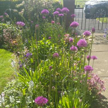 Allium hollandicum 'Purple Sensation' syn. Allium 'Purple Sensation', Allium aflatunense 'Purple Sensation'