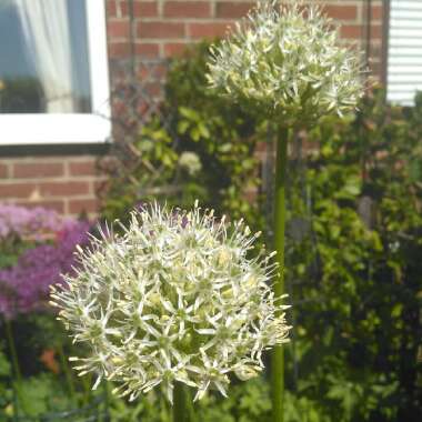 Allium stipitatum 'Mount Everest'