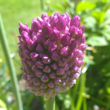 Allium sphaerocephalon