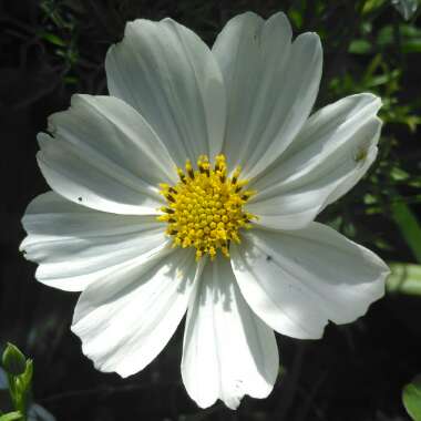 Cosmos Bipinnatus 'Sensation ' (Mixed)