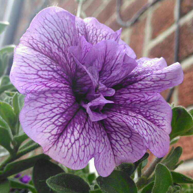 Plant image Petunia 'Kerjul' (Tumbelina Series) syn. Petunia 'Julia'