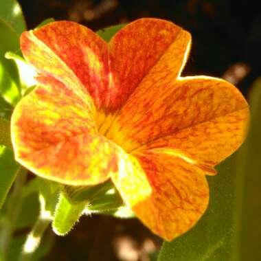 Calibrachoa 'Can Can Terracotta'