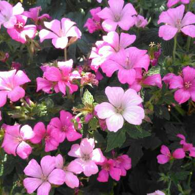 Geranium x oxonianum 'Wargrave Pink'