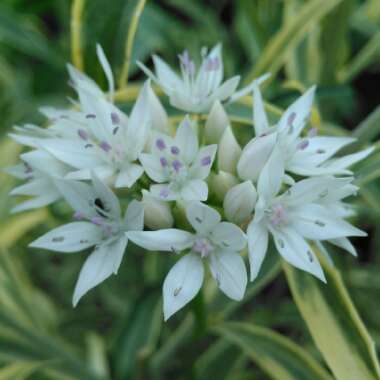 Allium amplectens 'Graceful Beauty'