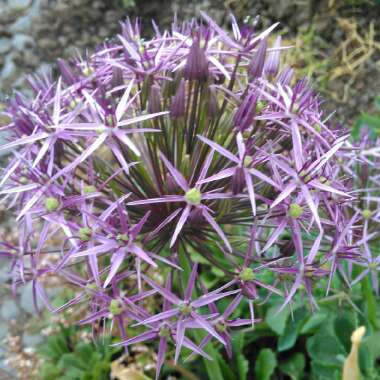 Allium cristophii