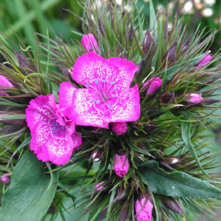 Plant image Dianthus barbatus 'Auricula-eyed Mixed'