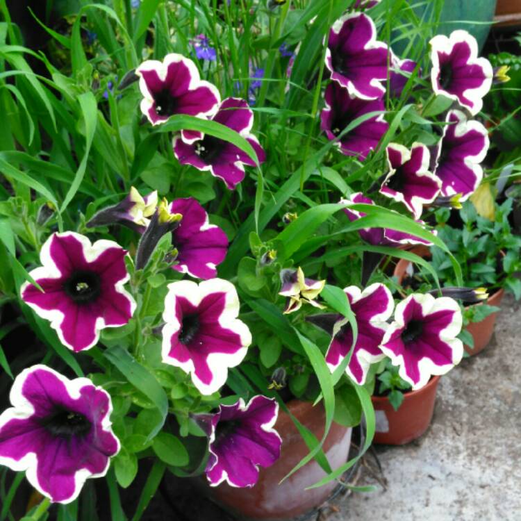 Plant image Petunia 'Cascadias Rim Magenta' (Cascadias Series) syn. Petunia 'Rim Magenta'