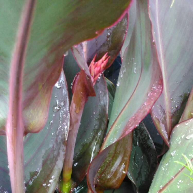 plant image 1321246