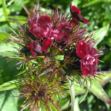 Dianthus barbatus nigrescens 'Sooty'