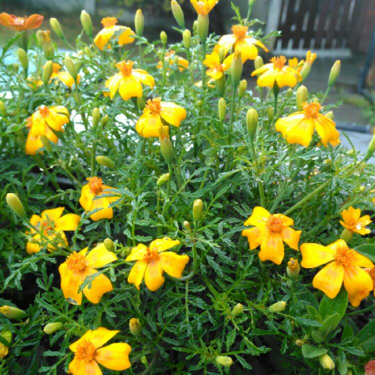 Plant image Tagetes 'Golden Gem'