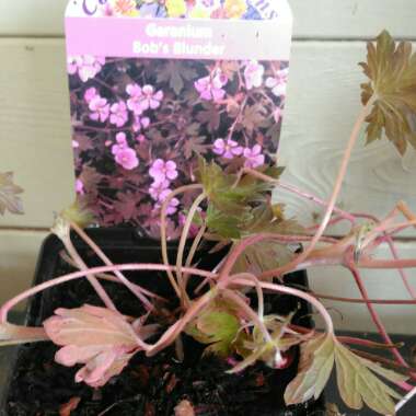 Geranium 'Bob's Blunder'