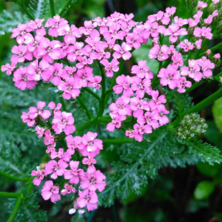 Plant image Achillea millefolium 'Summer Berries' mix