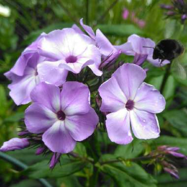 Phlox paniculata 'Flame Violet'