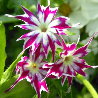 Phlox drummondii 'Twinkle Star' (Mix)