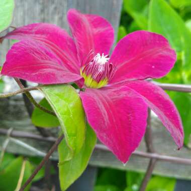 Clematis 'Westerplatte'