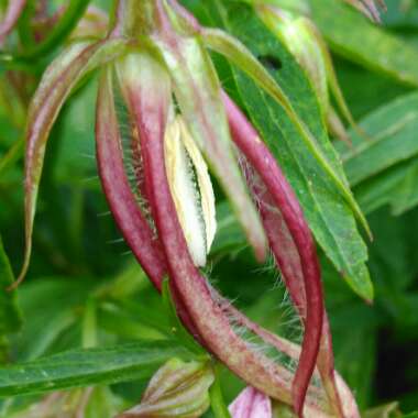 Campanula 'Pink Octopus'