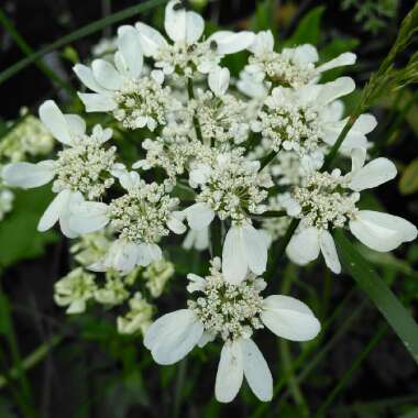 Orlaya Grandiflora