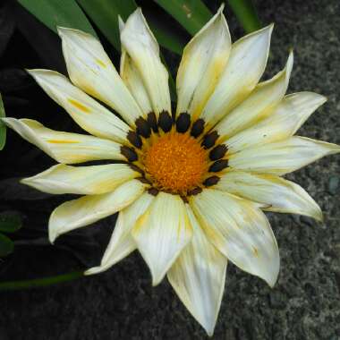 Gazania