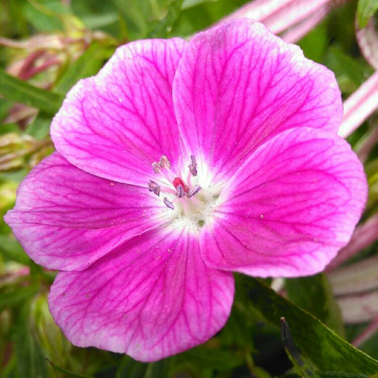 Plant image Geranium 'Elke'