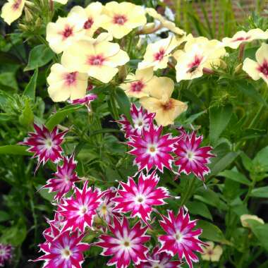 Phlox drummondii 'Twinkle Star' (Mix)