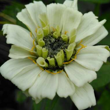 Zinnia elegans