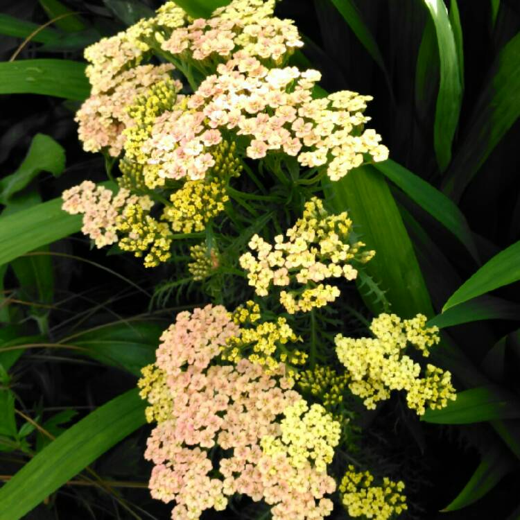 Plant image Achillea millefolium 'Peachy Seduction'