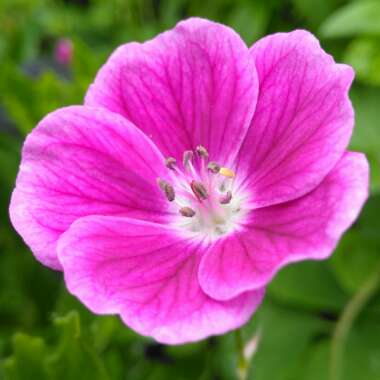 Geranium 'Elke'