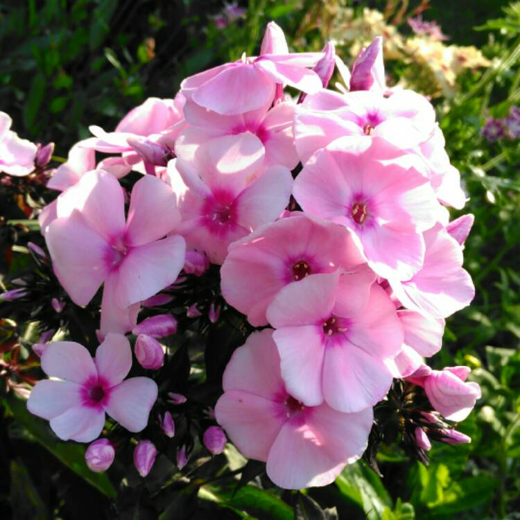 Phlox paniculata 'Salmon Orange', Phlox Salmon Orange - uploaded by ...