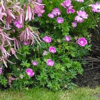 Geranium 'Elke'