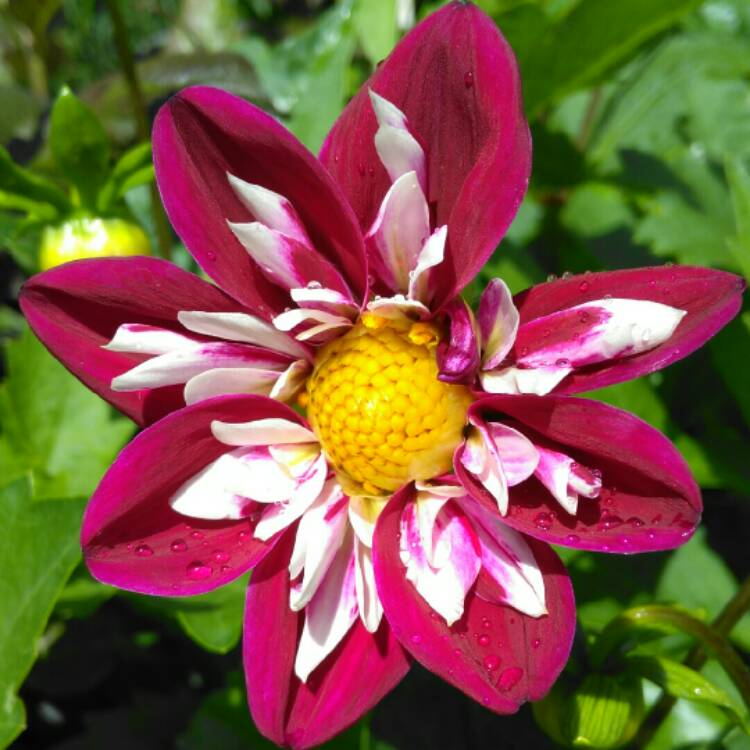 Plant image Dahlia 'Collarette Dandy'