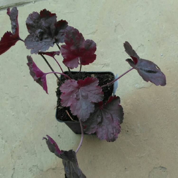 Plant image Heuchera 'Black Sea'