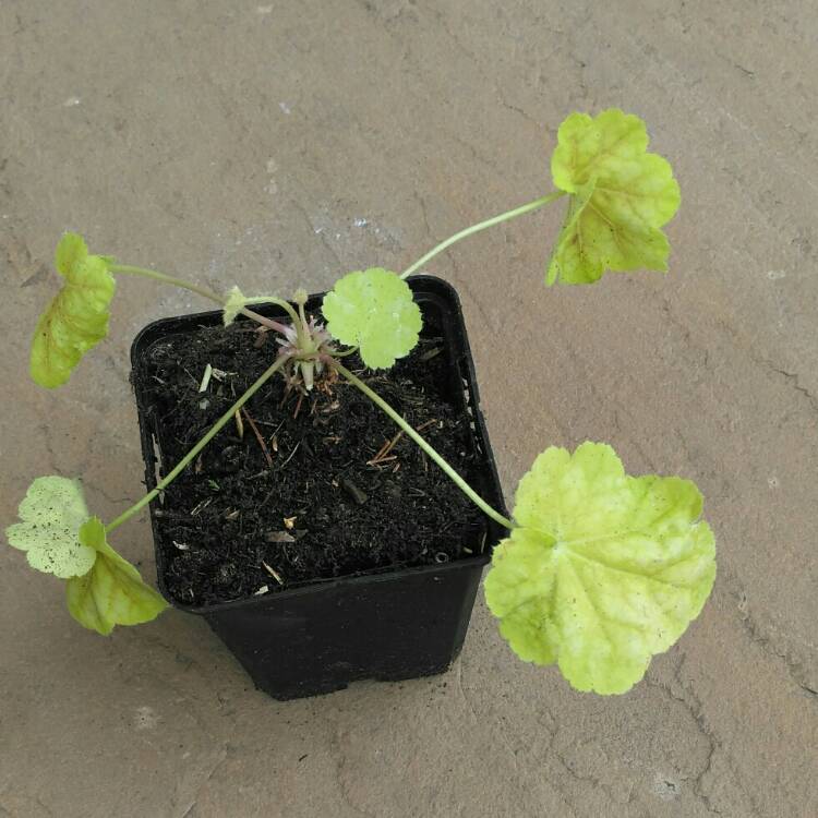 Plant image Heuchera 'Tiramisu'