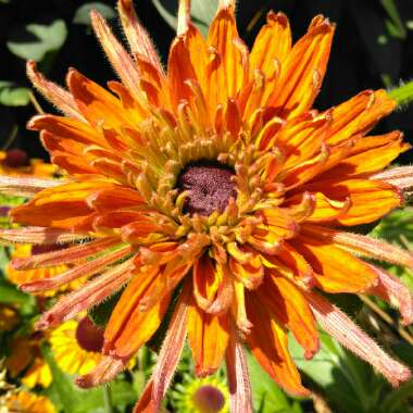 Rudbeckia x hirta hybrida 'Cherokee Sunset'