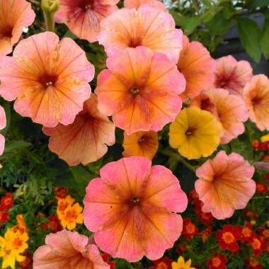 Petunia 'Cascadias Indian Summer' (Cascadias Series) syn. Petunia 'Indian Summer'