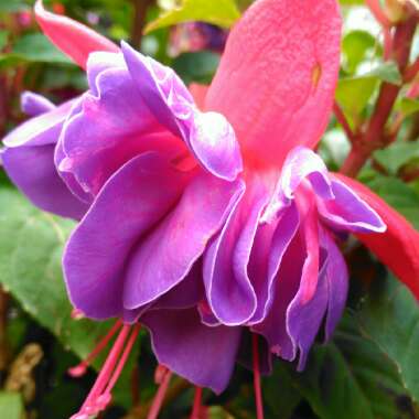 Fuchsia 'Gillian Anthea'