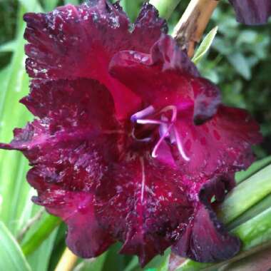 Gladiolus 'Ebony And Ivory Mix' (Mix)