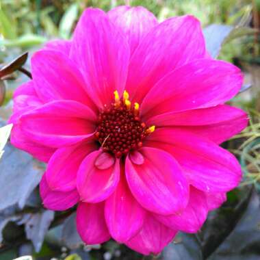 Dahlia 'Fascination'