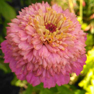 Zinnia elegans