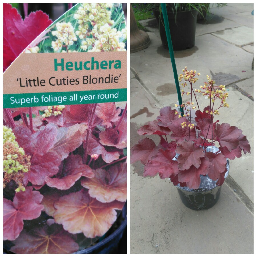 Heuchera 'Little Cutie Blondie'